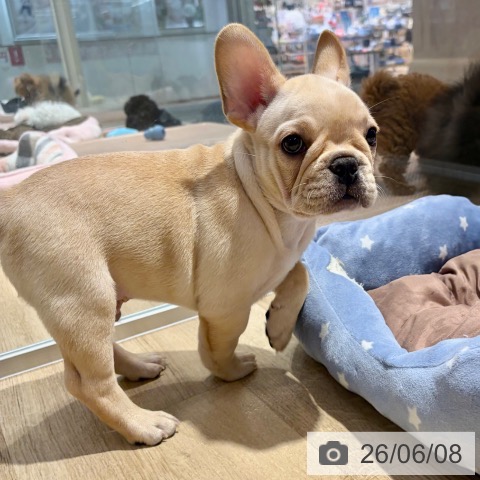 フレンチ・ブルドッグの写真