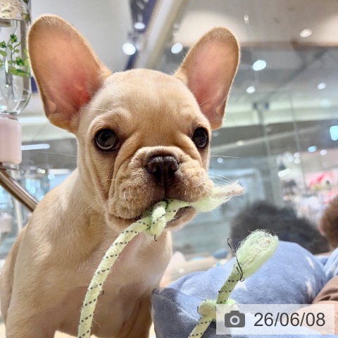 フレンチ・ブルドッグの写真
