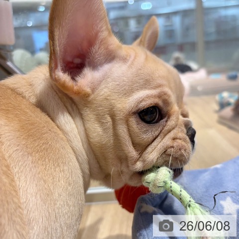 フレンチ・ブルドッグの写真
