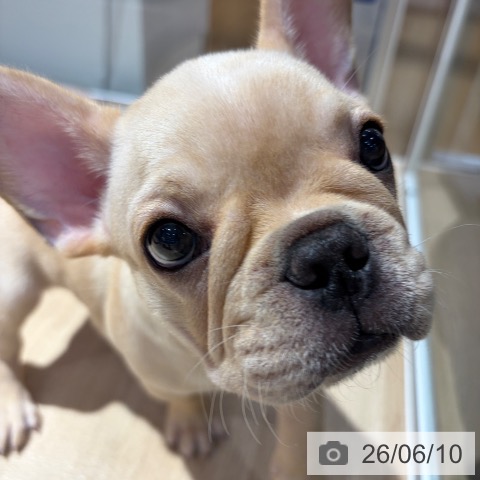 大阪府のフレンチブルドッグ (ペットプラス イオン大日店/2026年4月4日生まれ/男の子/クリーム)の子犬の4枚目の画像