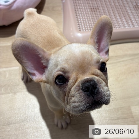 大阪府のフレンチブルドッグ (ペットプラス イオン大日店/2026年4月4日生まれ/男の子/クリーム)の子犬の3枚目の画像