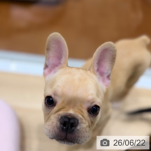大阪府のフレンチブルドッグ (ペットプラス 四條畷店/2026年4月4日生まれ/女の子/クリーム)の子犬の4枚目の画像