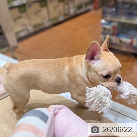 大阪府のフレンチブルドッグ (ペットプラス 四條畷店/2026年4月4日生まれ/女の子/クリーム)の子犬の3枚目の画像