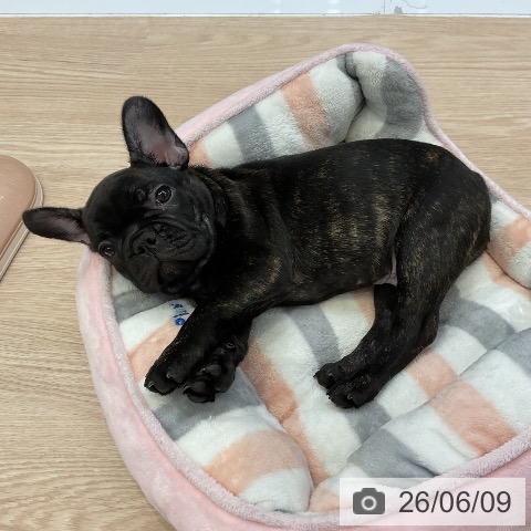フレンチ・ブルドッグの写真