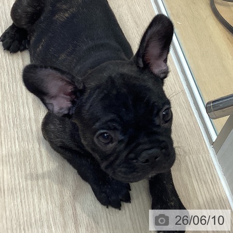 フレンチ・ブルドッグの写真
