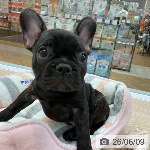 フレンチ・ブルドッグの写真