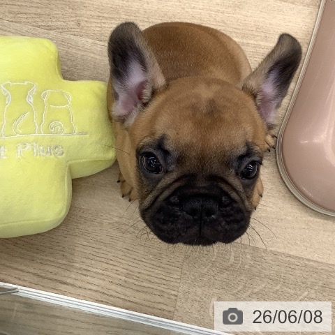 フレンチ・ブルドッグの写真