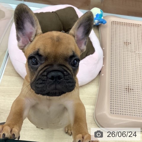 大阪府のフレンチブルドッグ (ペットプラス りんくう泉南店/2026年4月8日生まれ/男の子/フォーン)の子犬の4枚目の画像