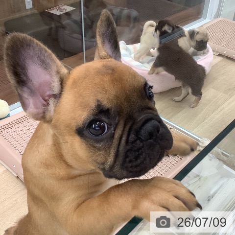 大阪府のフレンチブルドッグ (ペットプラス りんくう泉南店/2026年4月8日生まれ/男の子/フォーン)の子犬の4枚目の画像