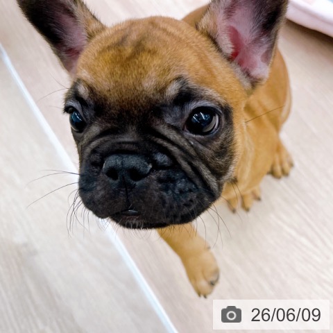 フレンチ・ブルドッグの写真