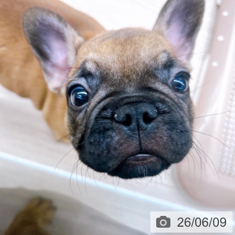 フレンチ・ブルドッグの写真