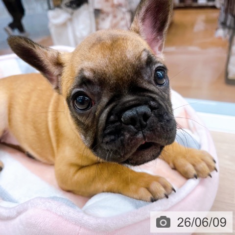 フレンチ・ブルドッグの写真