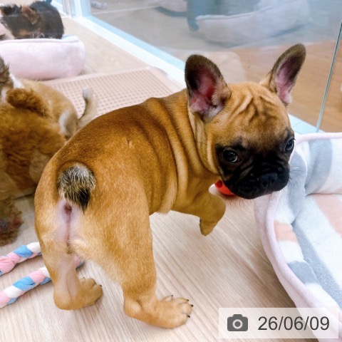 フレンチ・ブルドッグの写真