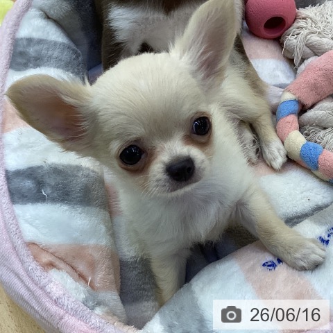 岡山県のチワワ(ロング) (ペッツワン 岡山南店/2026年4月6日生まれ/女の子/クリーム)の子犬の4枚目の画像