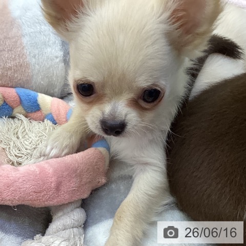 岡山県のチワワ(ロング) (ペッツワン 岡山南店/2026年4月6日生まれ/女の子/クリーム)の子犬の3枚目の画像