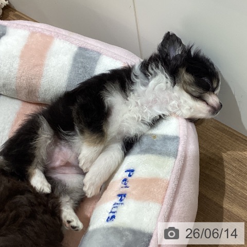 鳥取県のチワワ(ロング) (ペッツワン 日吉津店/2026年4月8日生まれ/男の子/ブラックタンホワイト)の子犬の3枚目の画像