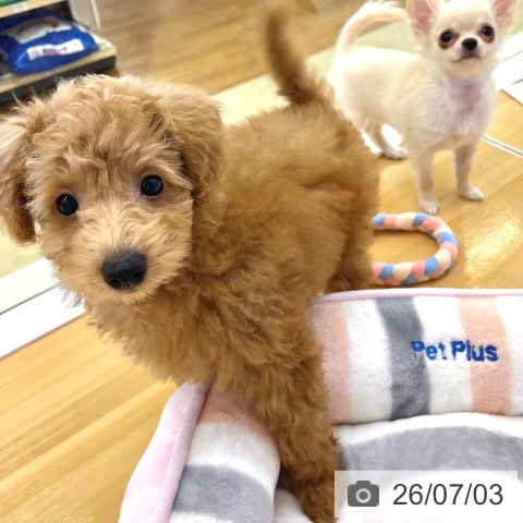 香川県のトイプードル(トイ) (ペットプラス 高松店/2026年4月8日生まれ/男の子/アプリコット)の子犬の4枚目の画像