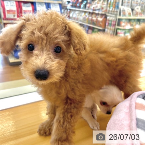 香川県のトイプードル(トイ) (ペットプラス 高松店/2026年4月8日生まれ/男の子/アプリコット)の子犬の3枚目の画像