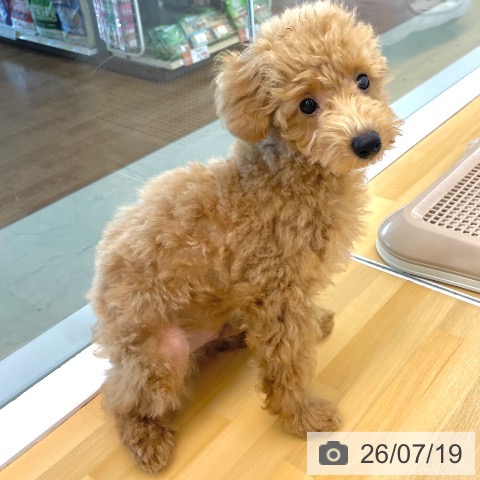 香川県のトイプードル(トイ) (ペットプラス 高松店/2026年4月8日生まれ/男の子/アプリコット)の子犬の3枚目の画像