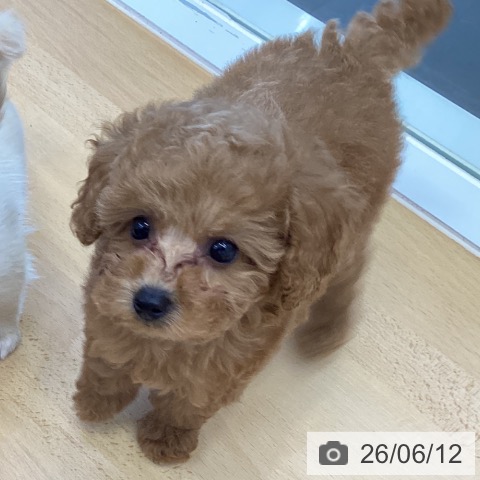 香川県のトイプードル(トイ) (ペットプラス 綾川店/2026年4月8日生まれ/女の子/レッド)の子犬の4枚目の画像
