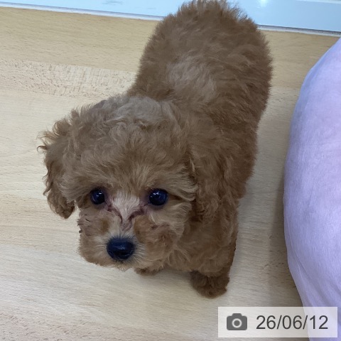 香川県のトイプードル(トイ) (ペットプラス 綾川店/2026年4月8日生まれ/女の子/レッド)の子犬の3枚目の画像
