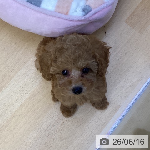 香川県のトイプードル(トイ) (ペットプラス 綾川店/2026年4月8日生まれ/女の子/レッド)の子犬の4枚目の画像