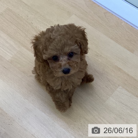 香川県のトイプードル(トイ) (ペットプラス 綾川店/2026年4月8日生まれ/女の子/レッド)の子犬の3枚目の画像