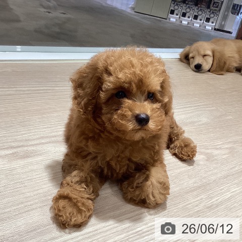 徳島県のトイプードル(トイ) (ペットプラス 徳島店/2026年4月8日生まれ/女の子/レッド)の子犬の4枚目の画像