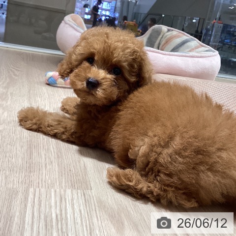 徳島県のトイプードル(トイ) (ペットプラス 徳島店/2026年4月8日生まれ/女の子/レッド)の子犬の3枚目の画像