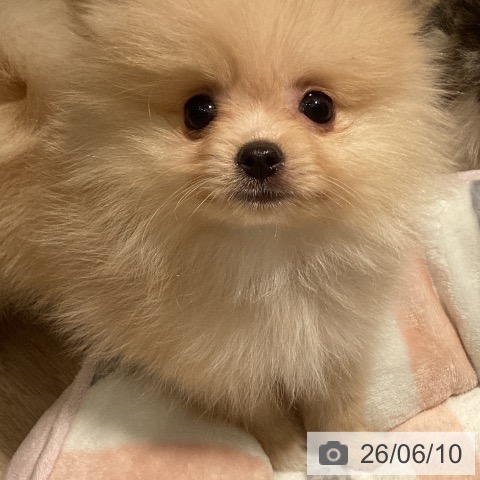 ポメラニアンの写真