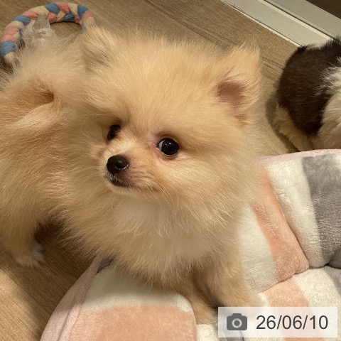 ポメラニアンの写真