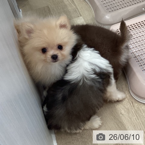 ポメラニアンの写真