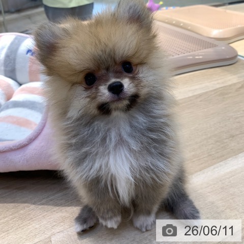 ポメラニアンの写真