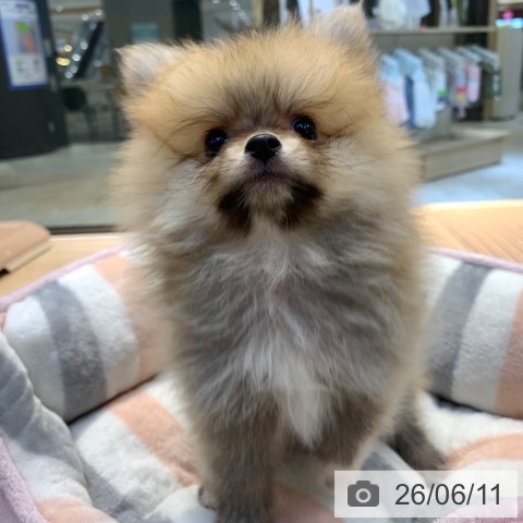 ポメラニアンの写真