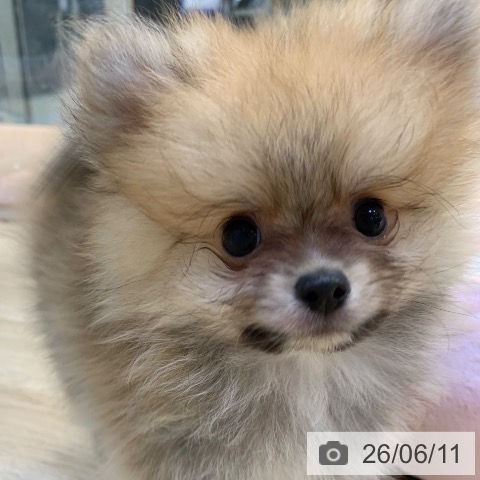 ポメラニアンの写真