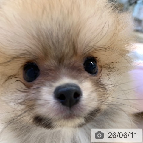 ポメラニアンの写真