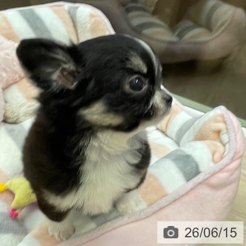 千葉県のチワワ(ロング) (ペットプラス 幕張新都心店/2026年4月7日生まれ/女の子/ブラッククリームホワイト)の子犬の3枚目の画像