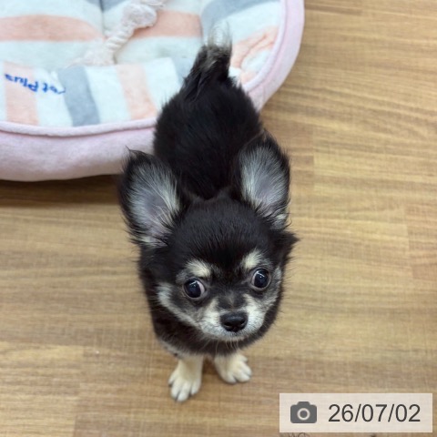 チワワの写真