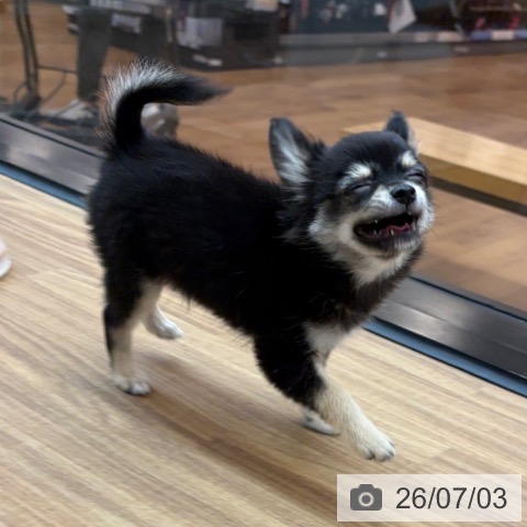 チワワの写真