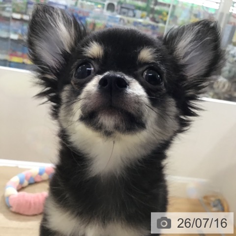 埼玉県のチワワ(ロング) (ペットプラス 所沢店/2026年4月9日生まれ/男の子/ブラッククリーム)の子犬の4枚目の画像