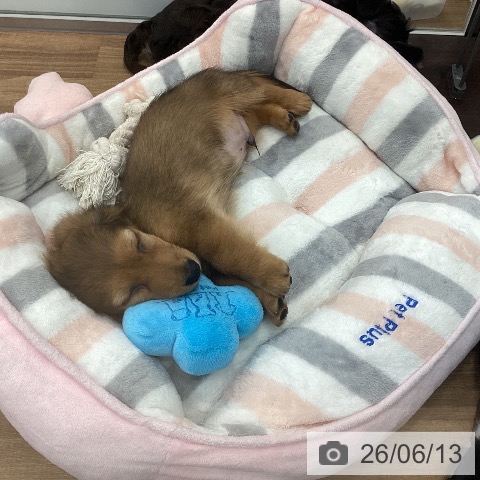 ミニチュア・ダックスフンドの写真