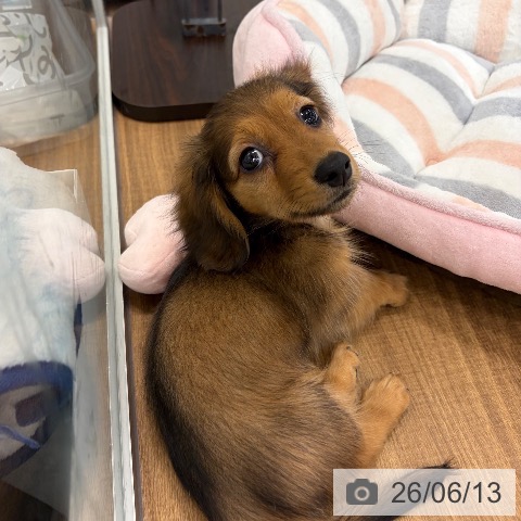 ミニチュア・ダックスフンドの写真