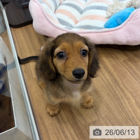 ミニチュア・ダックスフンドの写真