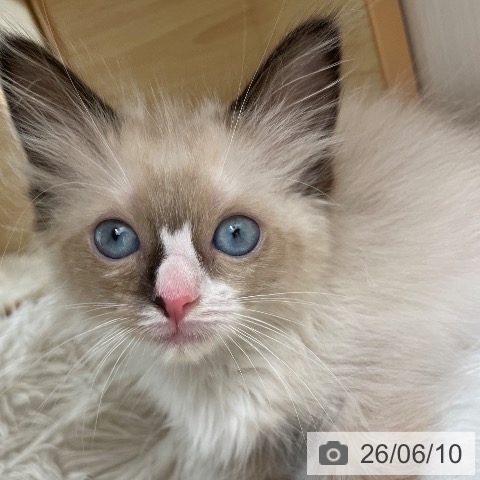 ラグドールの写真