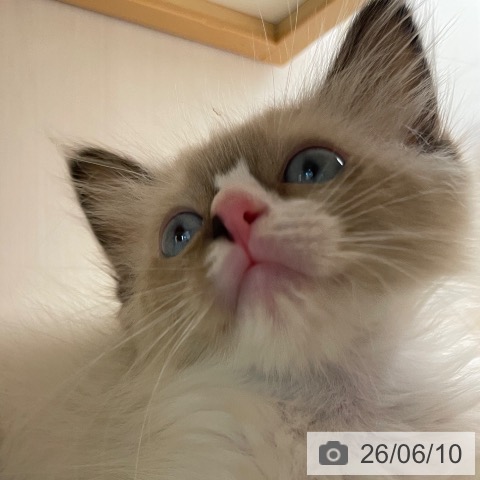 ラグドールの写真