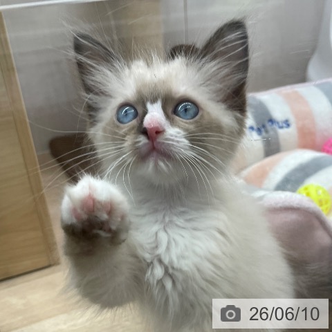 ラグドールの写真