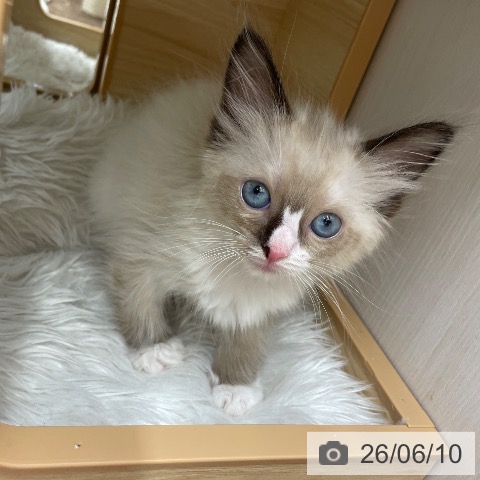 ラグドールの写真