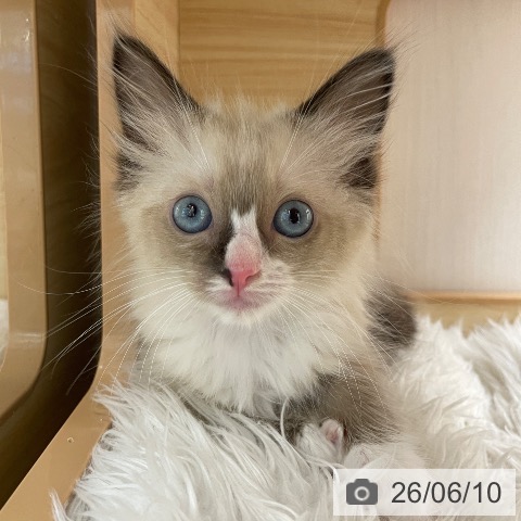 ラグドールの写真