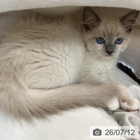 千葉県のラグドール (ペットプラス 柏店/2026年4月9日生まれ/女の子/ブルーポイントミテッド)の子猫の4枚目の画像