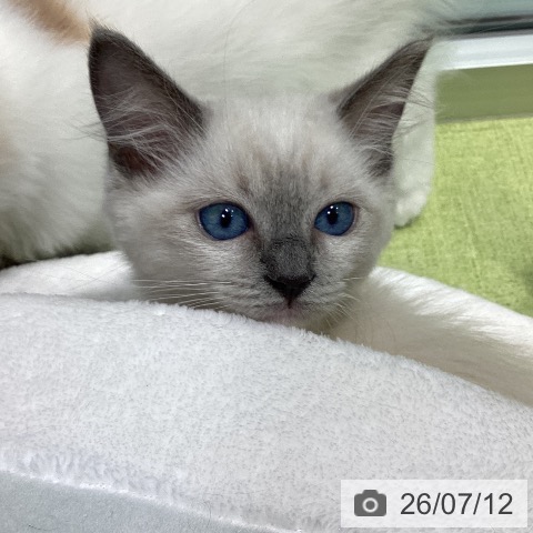 千葉県のラグドール (ペットプラス 柏店/2026年4月9日生まれ/女の子/ブルーポイントミテッド)の子猫の3枚目の画像